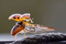 R5II7388-032.jpg