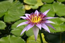 DSC01187 Seerose Botanischer Garten 2024 1920.jpg