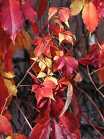 Herbst 20251012_152913.jpg