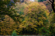 2025-10-12 16-59-27 Wanderung Wilde Wesenitz - Belvedere - Lieblingstal.jpg