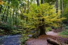 2025-10-12 14-36-21 Wanderung Wilde Wesenitz - Belvedere - Lieblingstal.jpg