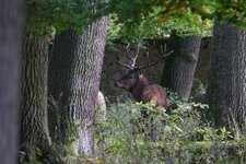 comp_Hirsch-9252.jpg