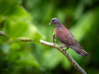 Madagascar Turtle Dove.jpg