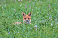 KHFuchs.jpg