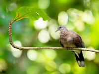Madagascar Turtle Dove-3.jpg