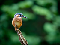 Junger Eisvogel-3.jpg