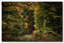 comp_DSC01528.jpg