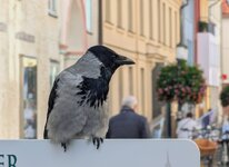 PXL_20251015 Nebelkrähe Boulevard 2025.jpg