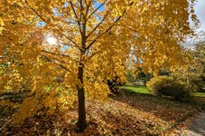 PXL_20251015 Herbst im Arboretum 2025.jpg