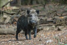 comp_Wildschwein-9317.jpg