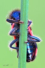 Bienenkäfer.jpg