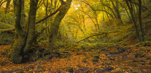 Herbst_Tal_coolerst.jpg