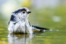 _C1A5388-Schwanzmeise.jpg