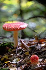 DSCF0051.jpg
