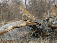 leopard.jpg