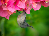 Seychelles Sunbird-3.jpg