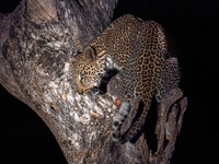leoparden.jpg