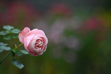 Herbstzeitrose.jpg