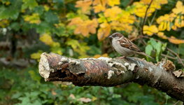 PXL_20241026 Baum Ast Herbst Spatz im Wald Elisenhain 2024 1920.jpg