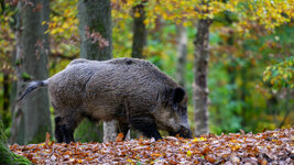 2025-10-22 11.46.31_Wildpark Edersee.jpg