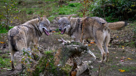 2025-10-22 12.18.05_Wildpark Edersee-2.jpg