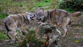 2025-10-22 12.18.05_Wildpark Edersee.jpg