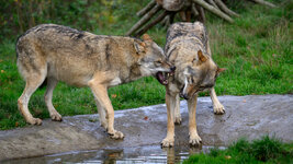 2025-10-22 12.19.09_Wildpark Edersee.jpg