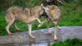 2025-10-22 12.19.10_Wildpark Edersee-2.jpg