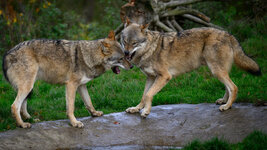 2025-10-22 12.19.16_Wildpark Edersee.jpg