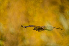 20251023_Sonstiges_SP_0388-Bearbeitet.jpeg