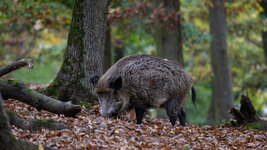 2025-10-20 12.16.57_Wildpark Edersee.jpg