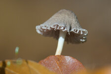 20251019-0R5A9155-228-R5.jpg