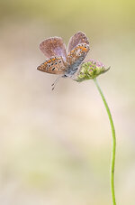 2025-07-24 20-52-58 (B,R8,S4)-Hauhechel gestackt web.jpg