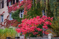 2025-10-11 16-42-08 Herbstfärbung.jpg