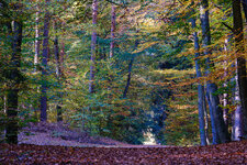 2025-10-21 15-51-17 Herbst im Wald.jpg