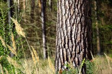 IMG_5811 Baum im Wald - 2019.JPG