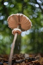 comp1_2025-10-22 20-53-30 (C,Smoothing8)50-BMK.jpg