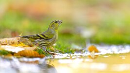 Z91_1529-NEF-20251029-DxO_DeepPRIME XD2.jpeg