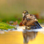 Z91_1299-NEF-20251029-DxO_DeepPRIME XD2 Kopie.jpg