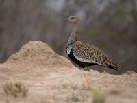 trappe.jpg trappe.jpg