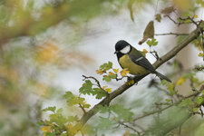 P4140182-forum.jpg P4140182-forum.jpg