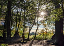PXL_20251013 Herbstsonne im Elisenhain 2025.jpg