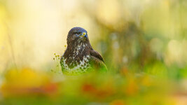 Z91_1329-NEF-20251029-DxO_DeepPRIME XD2 Kopie.jpg