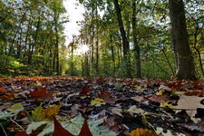 Panasonic S 18-40_Herbstlicher Waldweg_Flickr.JPG