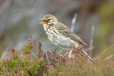 Schottland 2025_ (788).jpg