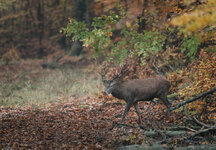 November Hirsch-2.jpg