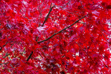 red maple.jpg
