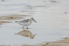 comp_Sanderling-7888.jpg