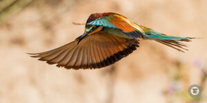 Canon EOS-1D X Mark II-093013000229-20170713-AM9I2355-2.jpg