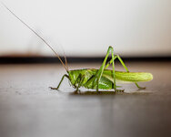 P1505533.jpg P1505533.jpg